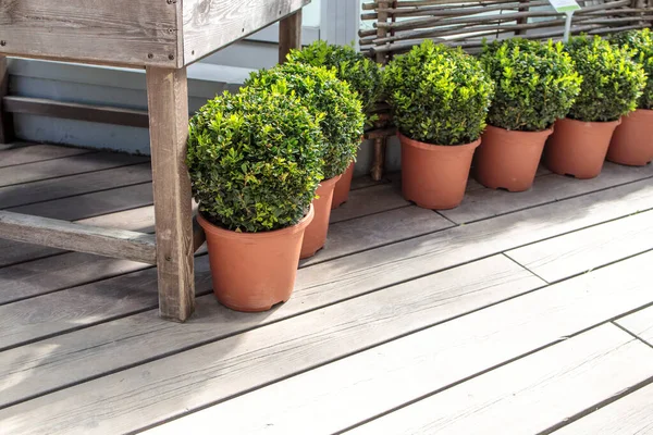 Kugelbeschnittener Buchsbaum Großen Tontöpfen Als Gartendekoration Sommerzeit — Stockfoto