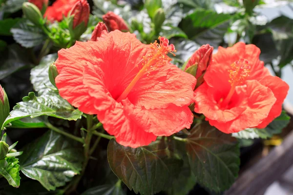 Hibiscus Rosa Sinensis Conhecido Coloquialmente Como Hibisco Chinês Rosa China — Fotografia de Stock