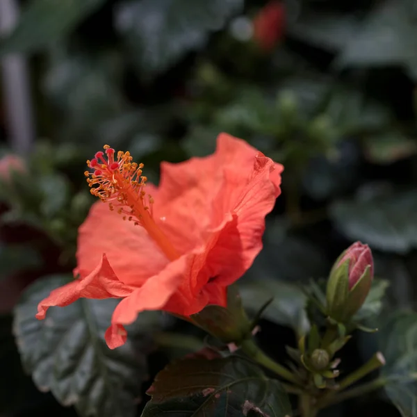 Hibiscus Rosa Sinensis Известный Китайский Гибискус Китайский Роза Гавайский Гибискус — стоковое фото