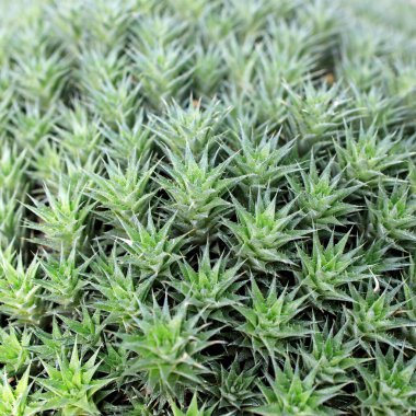 Abromeitiella klorantha düşük yoğunluklu sezeryan uzun ömürlü yastıktır. Sualtı sulu bitkiler oluşturur. Yüzlerce yaprak ile düzgün bir şekilde duran tuhaf karasal bromeliad..