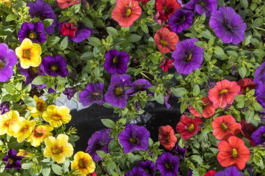 Calibrhoa, Solanaceae familyasından bir bitki cinsidir..