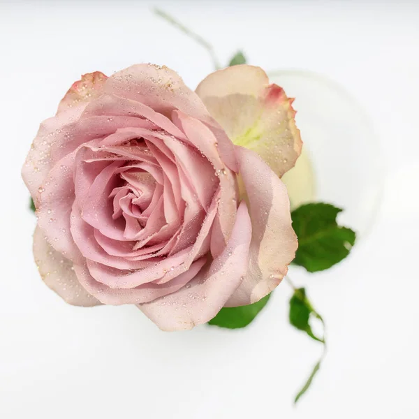 Uma Rosa Púrpura Pálida Vaso Canelado Branco Mesa Como Decoração — Fotografia de Stock