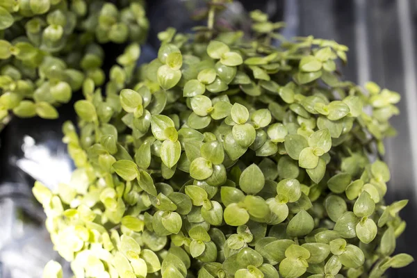Callisia pişmanlığı, Bolivya Yahudisi veya kaplumbağa sarmaşığı olarak da bilinir, Commelinaceae familyasından sulu bir sürüngen bitkidir. Bahçe için plastik kapta bitki var.