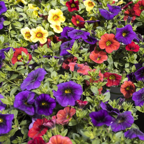 Different Color Calibrachoa Genus Plants Solanaceae Family — Stock Photo, Image