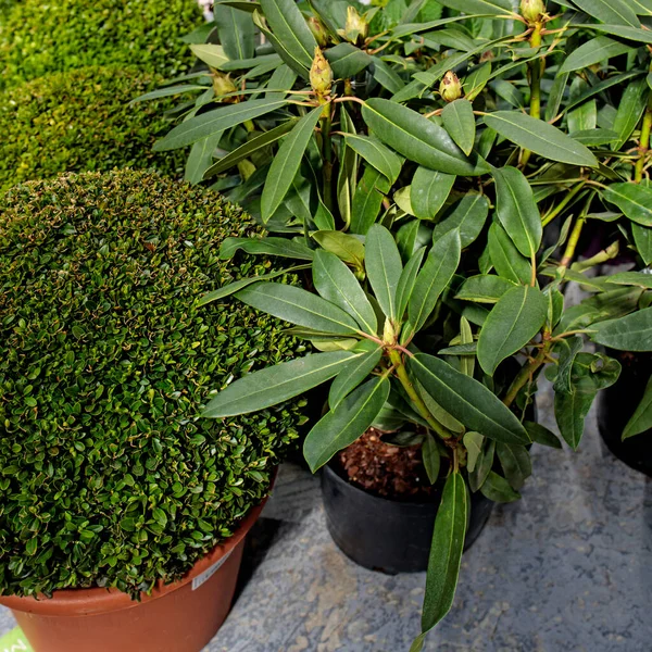 Trimmed Spherical Plants Boxwood Rhododendrons Clay Pots Line Path Garden — Stock Photo, Image
