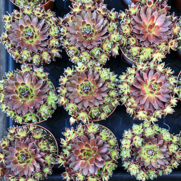 Echeveria Succulents Plastic Pots Box Form Pattern Sale — Stock Photo, Image