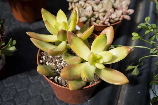 Echeveria Género Plantas Con Flores Perteneciente Familia Crassulaceae Nativo Las — Foto de Stock