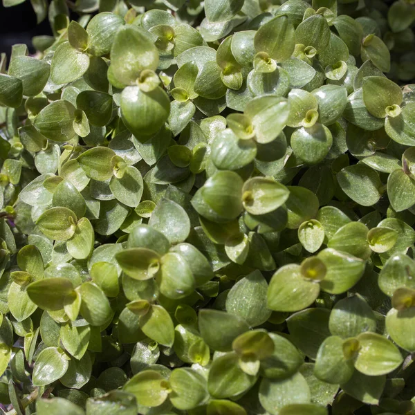 Callisia Repens Také Známý Jako Plíživá Palička Bolivijský Žid Nebo — Stock fotografie