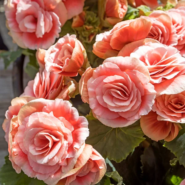 Begonia Elatior Borias Härlig Krukväxt Denna Begonia Har Mjuk Rosa — Stockfoto