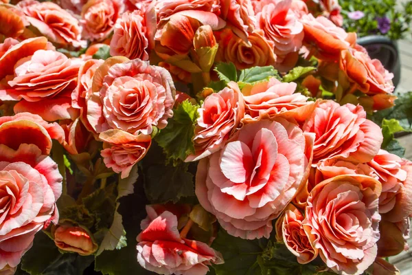 Begonia Elatior Borias Delightful Houseplant Begonia Has Soft Pink Flower — Stock Photo, Image