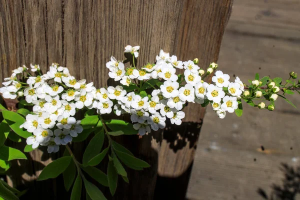 Eğlence Parkındaki Gri Ahşap Bankların Içinde Çiçek Açan Spirea Çalıları — Stok fotoğraf