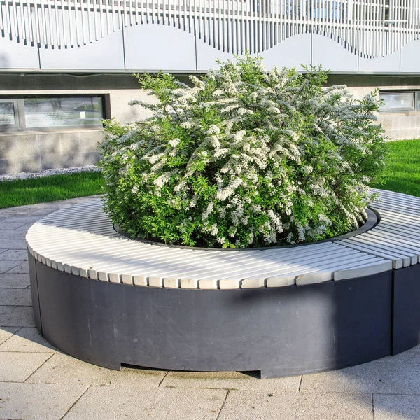 Blühende Spiralbüsche Inmitten Grauer Holzbänke Einem Freizeitpark Stadtgestaltung — Stockfoto