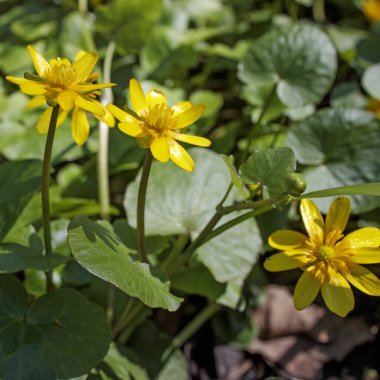Ficaria, Ranunculaceae familyasından Ranunculus familyasına ait küçük bir bitki cinsidir. Tür, incir çiçeği veya daha az celandin olarak bilinen Ficaria verna 'yı içerir.