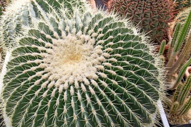 Echinocactus grusonii, genellikle altın fıçı kaktüsü, altın top ya da kayınvalide minderi olarak bilinir, kapalı bir kaktüs türüdür. Kare çerçeve