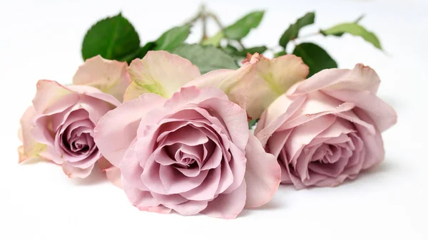 Trois Roses Violet Pâle Trouvent Sur Table Comme Décoration Réception — Photo