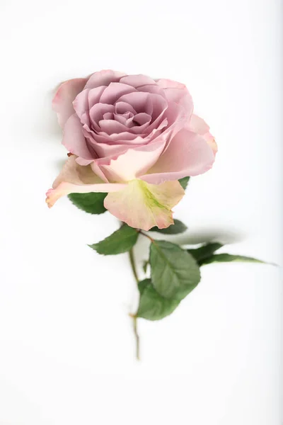 Une Rose Pourpre Pâle Dans Vase Cannelé Blanc Sur Table — Photo