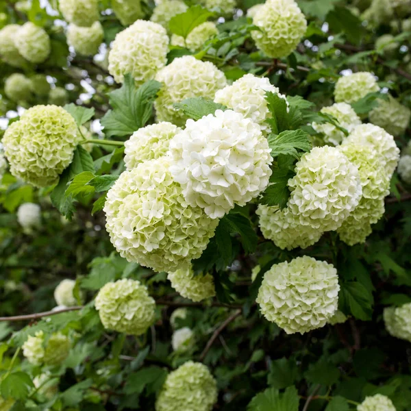 Viburnum Buldenezh Bir Buçuk Ila Metre Yüksekliğinde Süslemeli Bir Çalıdır — Stok fotoğraf