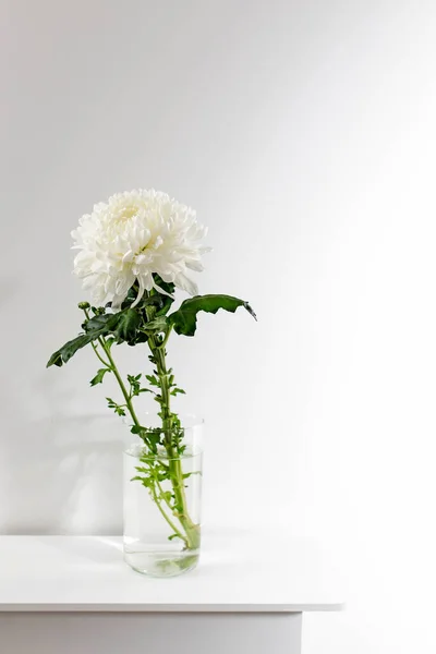 Large White Chrysanthemum Transparent Glass Vase Which Stands Table Copy — Stock Photo, Image