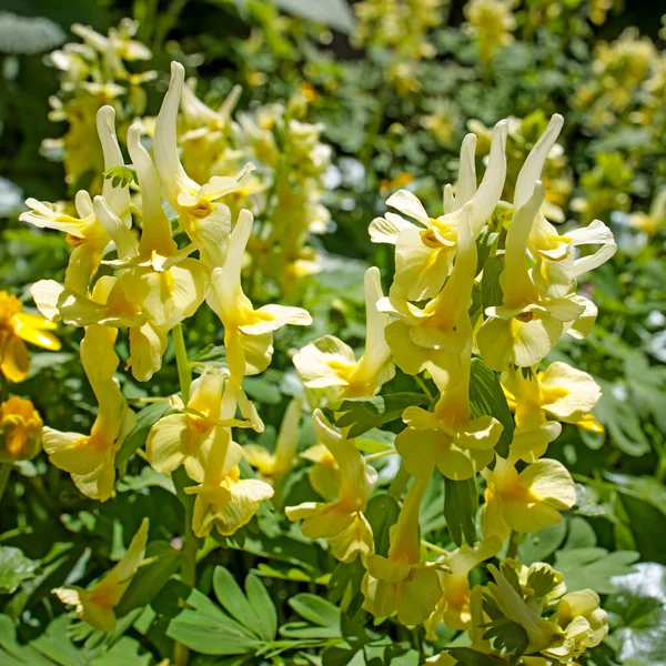 Pseudofumaria Alba Papaveraceae Familyasından Kısa Ömürlü Bir Bitki Türü Çiçekler — Stok fotoğraf