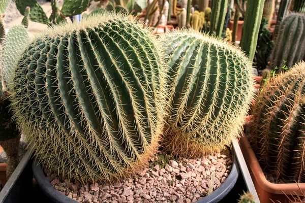 Echinocactus Grusonii Známý Jako Zlatý Sud Kaktusu Zlatý Míč Nebo — Stock fotografie