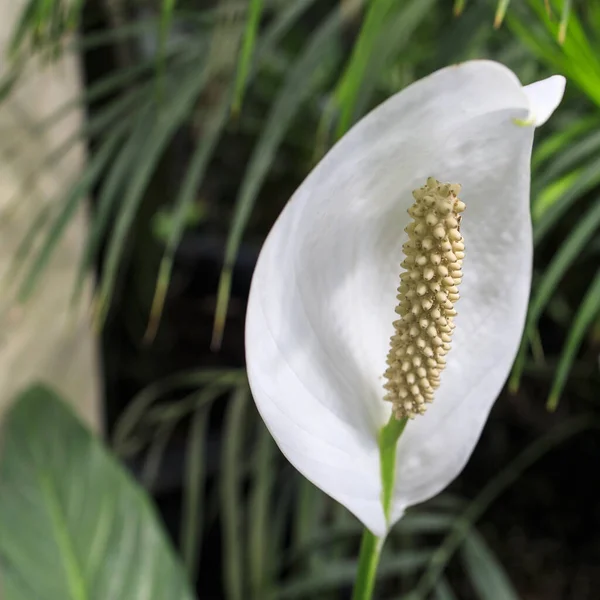Spatthiphyllum Araceae Spatthiphyllum Familyasından Yaklaşık Tür Monotipik Çiçekli Bitki Cinsidir — Stok fotoğraf