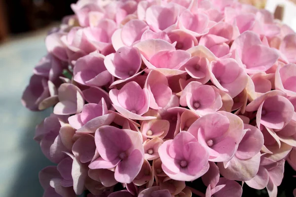 Hortensia Rosa Cerca Marco Horisontal Como Diseño Postal Flor Fresca —  Fotos de Stock