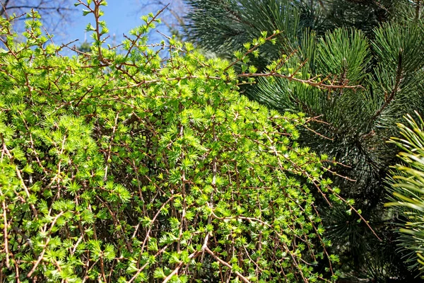 Lamenting Larch Stump Blue Sky Garden Design — Stock Photo, Image