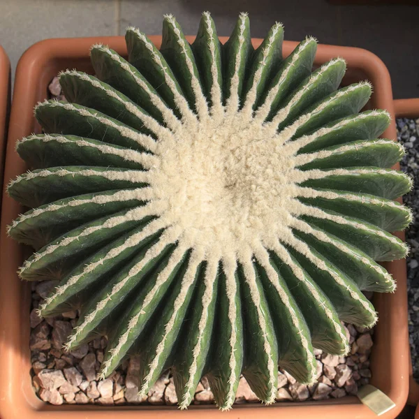 Echinocactus Grusonii Известный Золотой Бочонок Кактус Золотой Шар Подушка Свекрови — стоковое фото