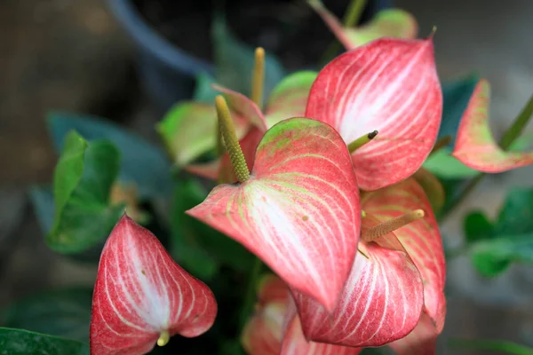 Anthurium Andraeanum Flowering Plant Species Family Araceae Native Colombia Ecuador — Stock Photo, Image