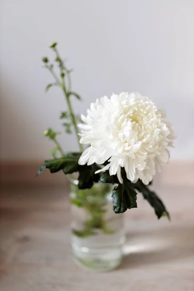 Grande Crisantemo Bianco Vaso Vetro Trasparente Che Erge Tavolo Copia — Foto Stock