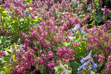 Pembe çalılar parkta suni bir kaydırak üzerinde. Peyzaj tasarımı