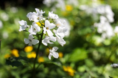 Kardamine heptaphylla, papatyagiller (Brassicaceae) familyasından bir bitki türü..