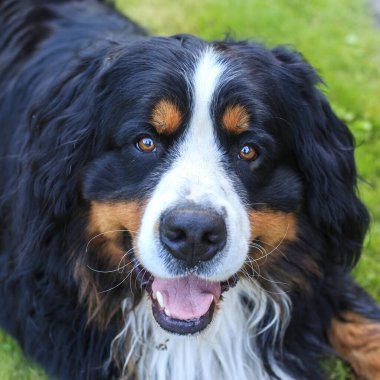 St. Bernard ya da St. Bernard, İtalya ve İsviçre 'nin batısındaki Batı Alpleri' nde yaşayan çok büyük bir köpek cinsidir. Portre. Kare kare