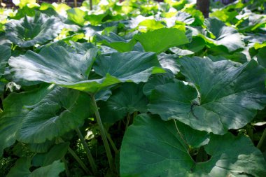 Petasitler, Asteraceae familyasından çiçek açan bir bitki cinsidir ve genellikle kelebek ve coltsfoot olarak adlandırılırlar. yapraklar