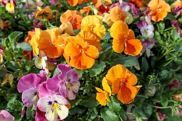Jarrón Cerámica Blanca Aire Libre Como Decoración Con Violetas Naranjas — Foto de Stock