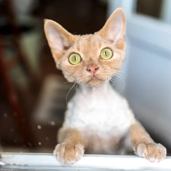 Devon Rex Gattino Gattino Piedi Sulle Zampe Posteriori Guarda Attraverso — Foto Stock