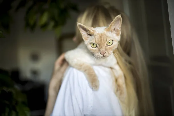 Gatito Devon Rex Gatito Jengibre Sienta Los Brazos Una Chica — Foto de Stock