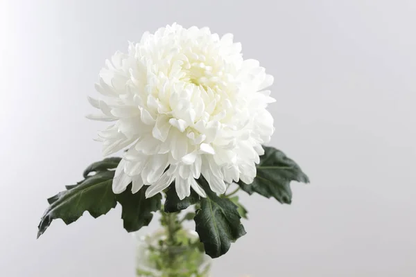 Grande Crisantemo Bianco Fondo Grigio Copia Spazio — Foto Stock