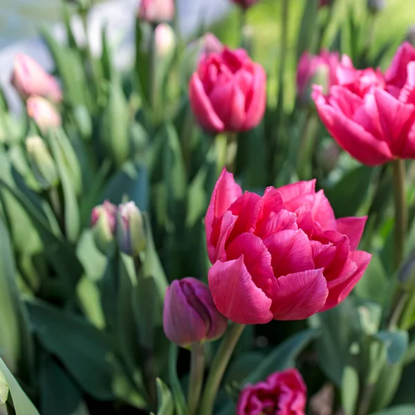 Tulipes Doubles Rouges Dans Lit Fleurs Près Réservoir Artificiel Dans — Photo