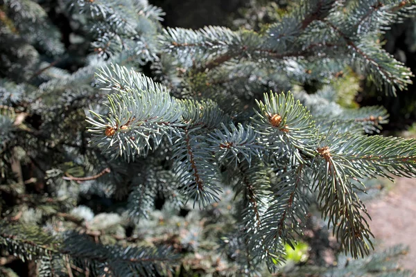 가문비나무 Blue Spruce Green Spruce White Spruce Colorado Spruce Colorado — 스톡 사진