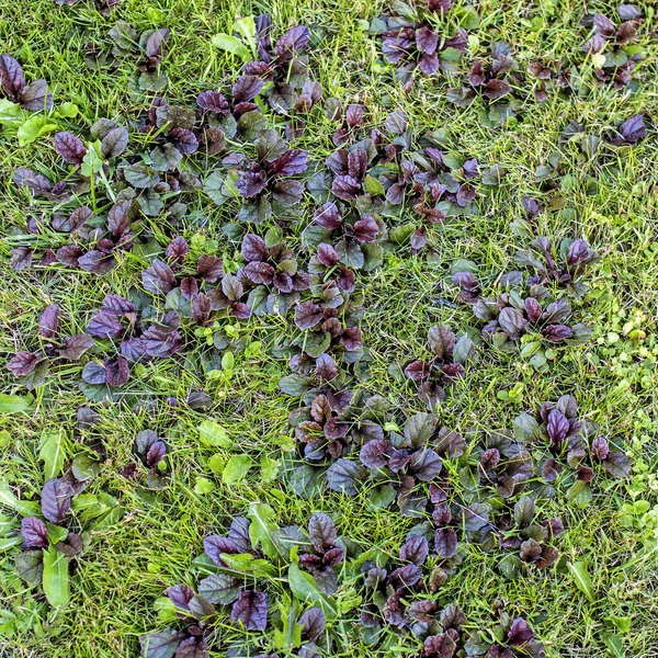 Ajuga Reptans Comumente Conhecido Como Bugle Bugle Azul Bugleherb Bugleweed — Fotografia de Stock