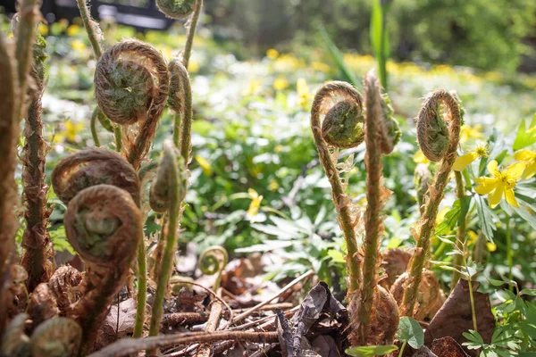 Adelaarsvaren Pteridium Aquilinum Een Varen Uit Familie Adelaarsvaren Adelaarsvaren Vroeg — Stockfoto