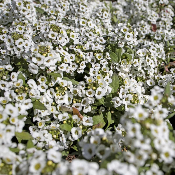 Alyssum Genus 100 170 Species Flowering Plants Family Brassicaceae Native — Stock Photo, Image