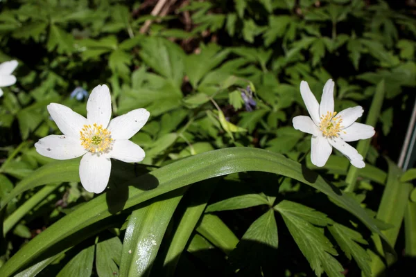 Anemonoides Nemorosa Wood Anemone White Flower Bloom Springtime Flowering Bunch — Stock Photo, Image
