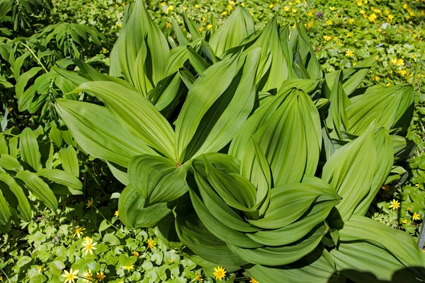 Veratrum Lobelianum Species Flowering Plant Belonging Family Melanthiaceae Its Native — Stock Photo, Image