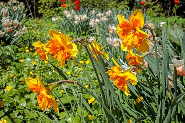 Narcisos Amarillos Con Núcleo Naranja Parterre Cerca Reservorio Artificial Parque —  Fotos de Stock