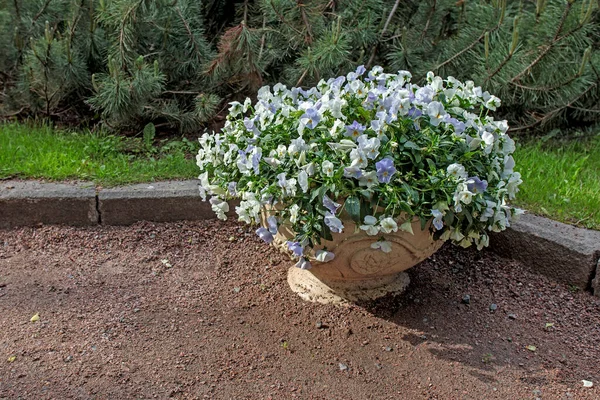 Υπαίθριο Λευκό Κεραμικό Βάζο Διακόσμηση Μπλε Βιολέτες Διαφόρων Χρωμάτων Στο — Φωτογραφία Αρχείου