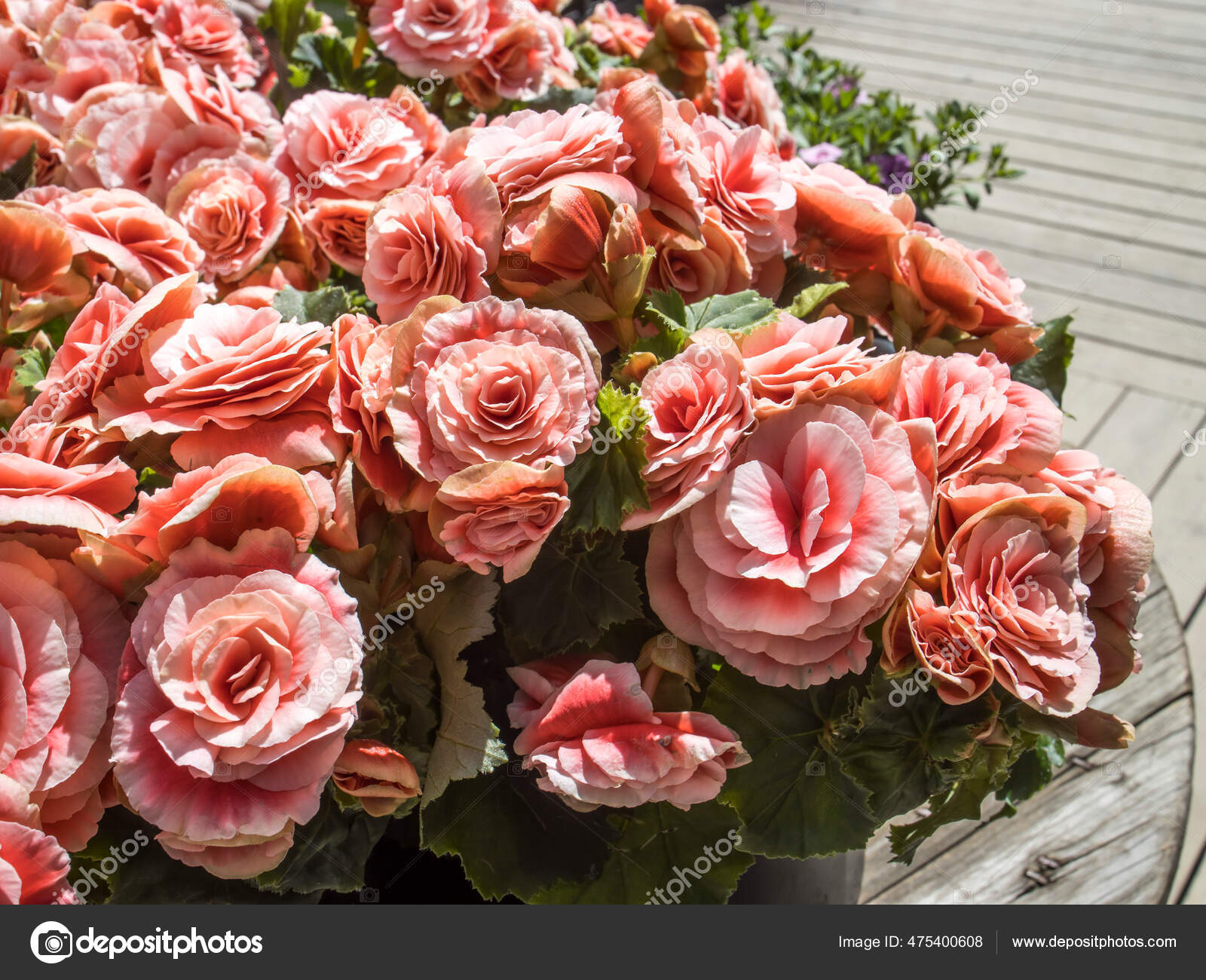 Begonia Elatior Borias Una Planta Interior Encantadora Esta Begonia Tiene:  fotografía de stock © elenarostunova #475400608 | Depositphotos