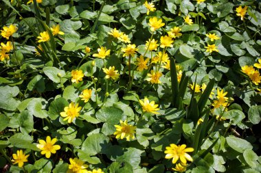 Ficaria, Ranunculaceae familyasından Ranunculus familyasına ait küçük bir bitki cinsidir. Tür, incir çiçeği veya daha az celandin olarak bilinen Ficaria verna 'yı içerir.