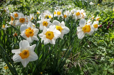 Parktaki yapay bir su deposunun yanındaki çiçek tarhında sarı çekirdekli beyaz nergisler. Peyzaj tasarımı